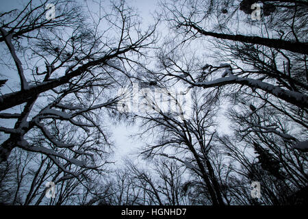 Gli alberi da sotto Foto Stock