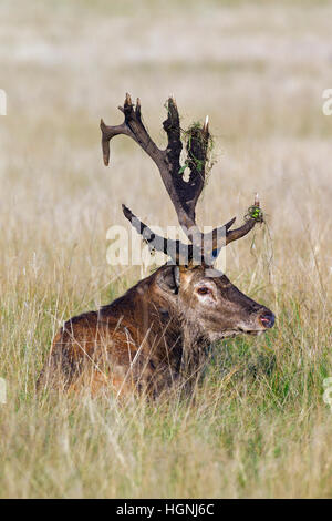 Il cervo (Cervus elaphus) feste di addio al celibato con rotture di corna ricoperte di fango in appoggio nella prateria durante la routine in autunno Foto Stock