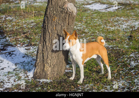 Outdoor ritratto di carino basenji cane vicino a tree in posizione di parcheggio Foto Stock