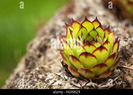 Macro di piante succulente. Questi affascinanti impianto, chiamato sempervivum, sono membri della crassulacea, piante ornamentali. Foto Stock