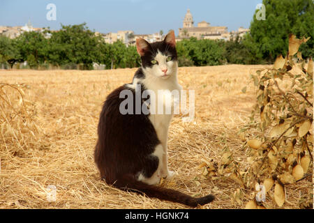 Il gatto domestico, tuxedo in bianco e nero, seduta in paglia in un campo di fronte a un vecchio villaggio di Maiorca, Montuiri Foto Stock