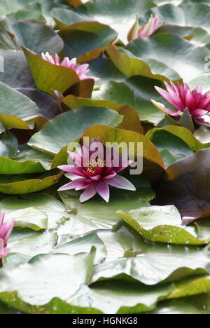 Un giglio di acqua in un stagno. Foto Stock