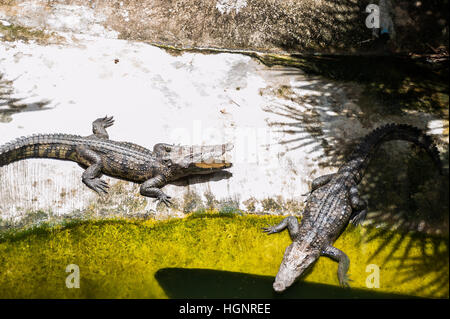 Due coccodrilli crogiolarsi al sole. Fattoria di coccodrilli, Thailandia. Foto Stock