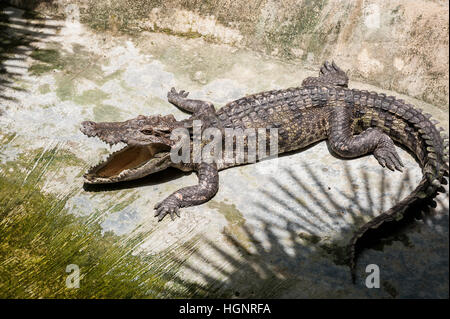 Un coccodrillo si crogiola sulla terra sotto l'ombra delle palme del foro. Fattoria di coccodrilli in Thailandia, sull'isola di Phuket Foto Stock