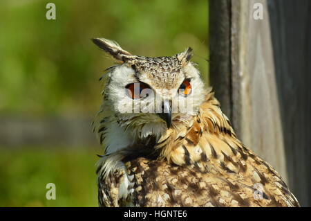 Close-up di un bengal Gufo Reale - Bubo bengalensis Foto Stock