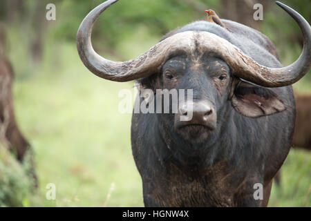 Close up di giovani buffalo Foto Stock