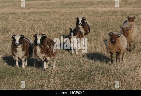 Esecuzione di un gregge di razza rara Giacobbe e Manx Loaghtan pecore. Foto Stock