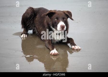 Carino di rivestimento liscio di colore rosso e bianco Border Collie cucciolo di cane pet Foto Stock