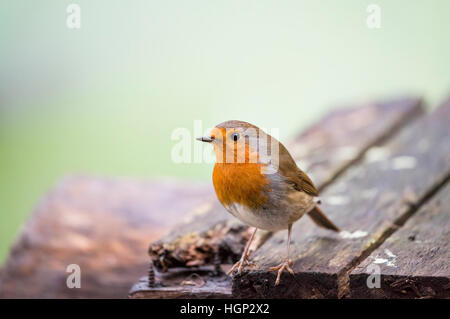 Robin uccello sulla superficie ruvida del legno Foto Stock