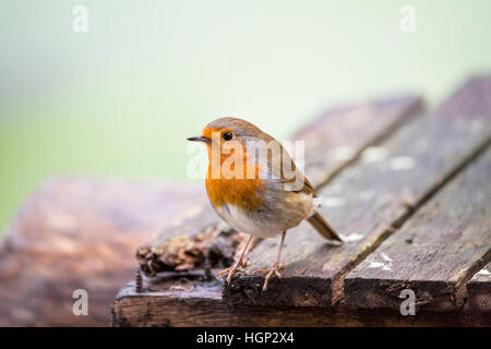 Robin uccello sulla superficie ruvida del legno Foto Stock