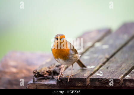 Robin uccello sulla superficie ruvida del legno Foto Stock