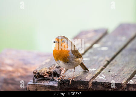 Robin uccello sulla superficie ruvida del legno Foto Stock