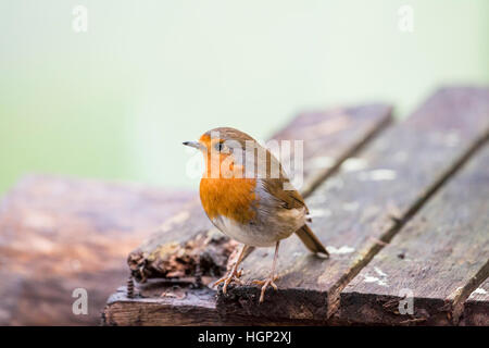 Robin uccello sulla superficie ruvida del legno Foto Stock