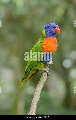 Rainbow Lorikeet Trichoglossus moluccanus altopiano di Atherton Queensland, Australia BI030872 Foto Stock