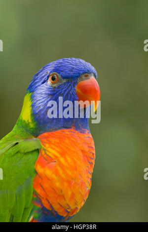 Rainbow Lorikeet Trichoglossus moluccanus altopiano di Atherton Queensland, Australia BI030874 Foto Stock