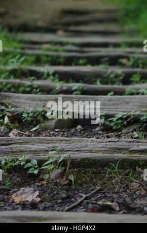 Verticale di gradini in legno su sterrato e rocce con erba verde e il muschio cresce in tra - concentrato colore di primo piano e di sfondo sfocato Foto Stock