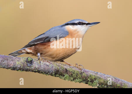 Eurasian picchio muratore (Sitta europaea) Foto Stock