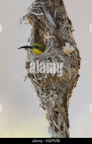 Oliva femmina-backed Sunbird (Nectarinia jugularis) nel suo nido Foto Stock