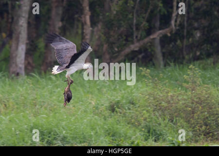 Bianco-gonfiato aquila del mare (Haliaeetus leucogaster) portante un morto sibilo piumati-anatra (Dendrocygna eytoni) Foto Stock