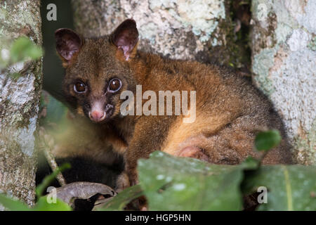 Spazzola ramato-tailed Possum (Trichosurus johnstonii) Foto Stock