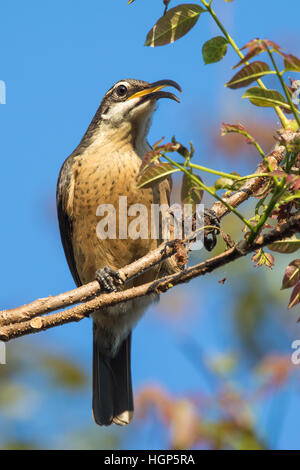 Immaturo maschio o una femmina di Victoria's Riflebird (Ptiloris victoriae) Foto Stock