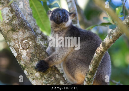 Lumholtz's Tree Kangaroo (Dendrolagus lumholtzi) Foto Stock