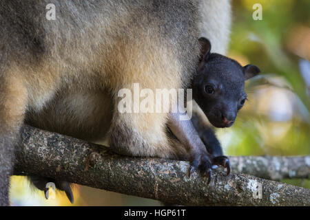 Lumholtz's Tree Kangaroo (Dendrolagus lumholtzi). Molto giovane joey guardando fuori della sua madre custodia. Foto Stock