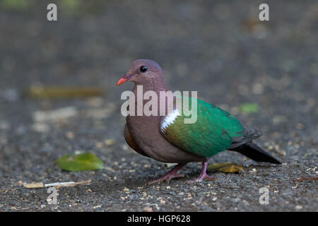 Pacific Emerald Colomba (Chalcophaps longirostris) Foto Stock