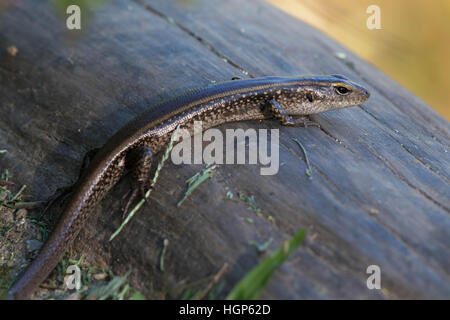 Acqua orientale Skink (Eulamprus quoyii) Foto Stock