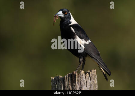 Australian Gazza (Gymnorhina tibicen) portante worm nella sua bill Foto Stock