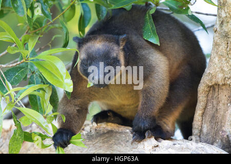 Lumholtz maschio di canguro ad albero (Dendrolagus lumholtzi) Foto Stock