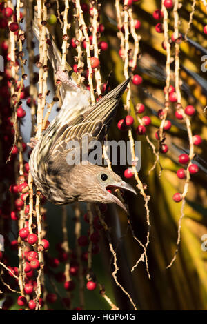 Femmina Figbird Australasian (Sphecotheres vieilloti) alimentazione su Alessandria Palm (Archontophoenix alexandrae) Frutta Foto Stock