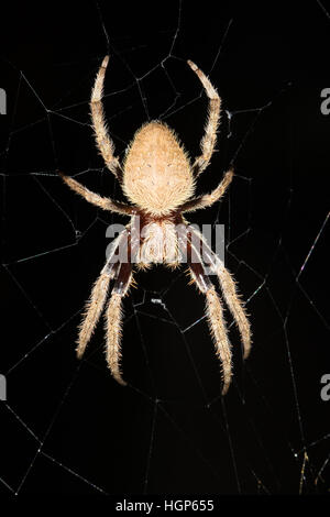 Giardino Australiano orb weaver spider (Eriophora transmarina) nel centro del suo web Foto Stock