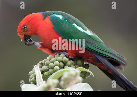 Maschio re australiano Parrot (Alisterus scapularis) di mangiare il frutto di una pianta di tabacco Foto Stock