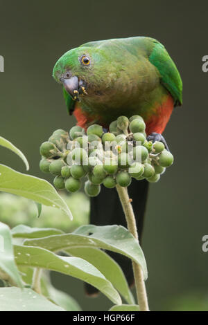 Femmina re australiano Parrot (Alisterus scapularis) di mangiare il frutto di una pianta di tabacco Foto Stock