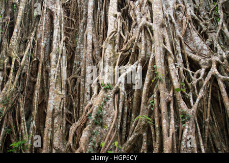 Cattedrale Fig Tree (Ficus virens), altopiano di Atherton, Queensland, Australia Foto Stock