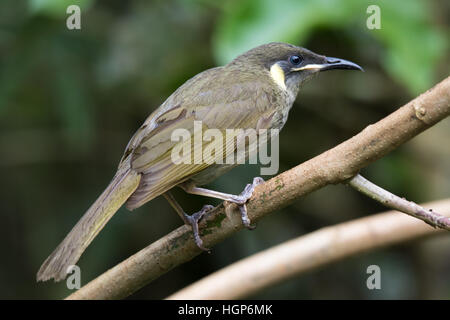 Lewin's Honeyeater (Meliphaga lewinii) Foto Stock