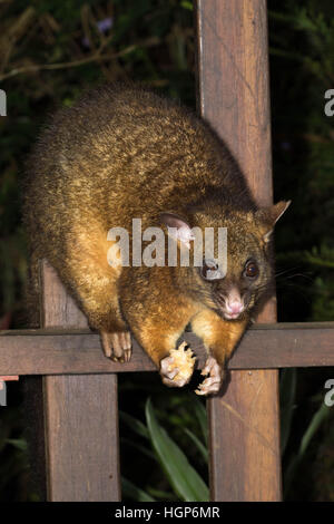 Spazzola ramato-tailed Possum (Trichosurus johnstonii) mangiando una banana su un giardino recinto Foto Stock