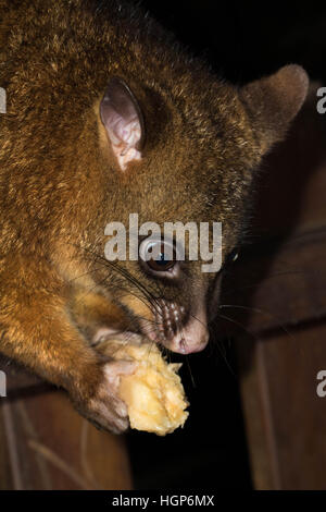 Spazzola ramato-tailed Possum (Trichosurus johnstonii) mangiando una banana su un giardino recinto Foto Stock