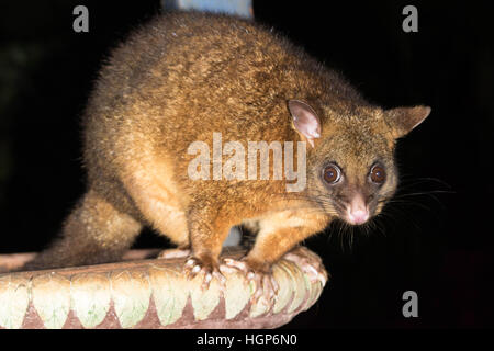 Spazzola ramato-tailed Possum (Trichosurus johnstonii) Foto Stock