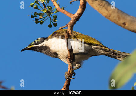 Immaturo Blu-di fronte Honeyeater (Entomyzon cyanotis) Foto Stock