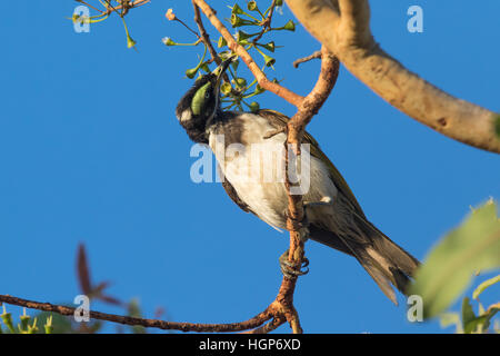 Immaturo Blu-di fronte Honeyeater (Entomyzon cyanotis) alimentazione sui fiori Foto Stock