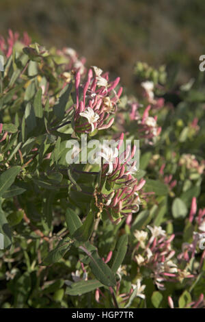Lonicera etrusca Lonicera etrusca Corsica Francia Foto Stock