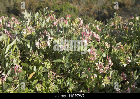 Lonicera etrusca Lonicera etrusca Corsica Francia Foto Stock
