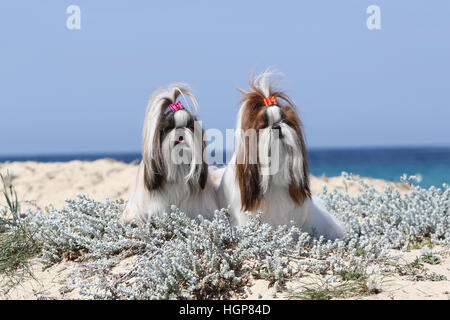 Shih Tzu cane adulto due adulti profilo giacente sulla spiaggia Foto Stock