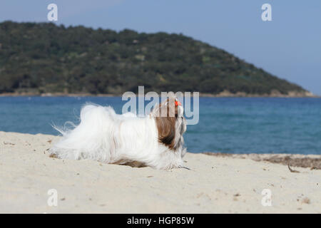 Shih Tzu cane adulto adulti profilo in esecuzione sulla spiaggia Foto Stock