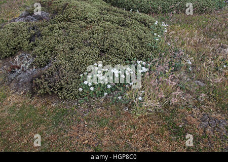 Falkland Perezia lavanda recurvata con farlo-dee Empetrum rubrum al di là di Isole Falkland Foto Stock