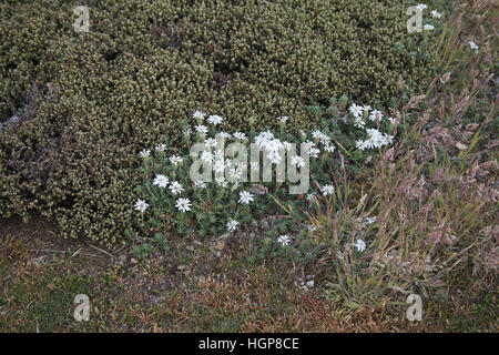 Falkland Perezia lavanda recurvata con farlo-dee Empetrum rubrum al di là di Isole Falkland Foto Stock