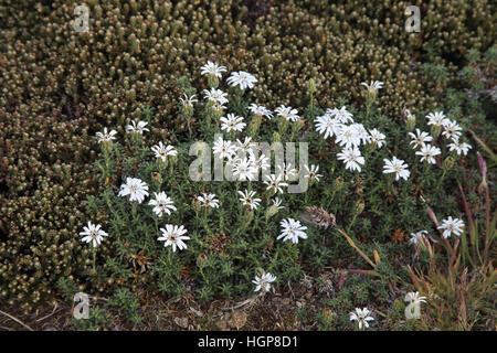 Falkland Perezia lavanda recurvata con farlo-dee Empetrum rubrum al di là di Isole Falkland Foto Stock