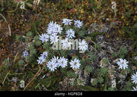 Falkland Perezia lavanda recurvata Isole Falkland Foto Stock